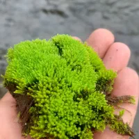 خزه جنگلی تازه چوب وشاخه وخاک برگ