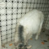 بزغاله ماده|حیوانات مزرعه|کرمانشاه, |دیوار