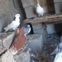 ۲۰عددکبوتر پرشی کاکل بی کاکل همه خال توش هست