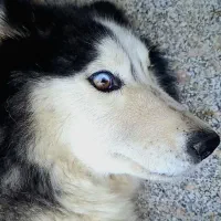 سگ هاسکی اصیل خالص چشم یخی مالاموت ماده|سگ|تهران, خرمشهر|دیوار