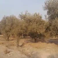 باغ زیتون، جمال آباد، ۳۶۰۰ متری|فروش زمین و ملک کلنگی|لوشان, |دیوار