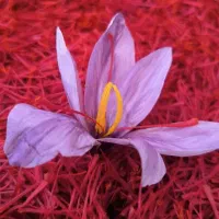 زعفران نگین|خوردنی و آشامیدنی|مشهد, رضاشهر|دیوار