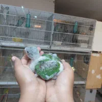 جوجه شاه طوطی