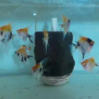 ماهی|ماهی|تهران, مینای شمالی (مخبر)|دیوار