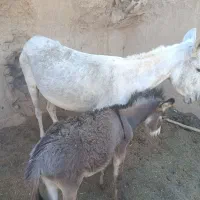 شیر خر یا الاغ|خوردنی و آشامیدنی|بهمن صغاد, |دیوار