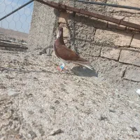 کبوتر شهری سرخ بی عیب