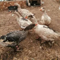 ۸ عدد غاز|حیوانات مزرعه|قیامدشت - خاورشهر, |دیوار