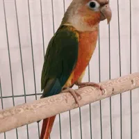 طوطی گرینچیک نر