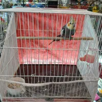 عروس هلندی ۶ماهه قابل تربیت|پرنده|یونسی, |دیوار