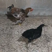 مرغ و خروس