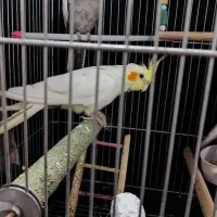 عروس هلندی|پرنده|یزد, |دیوار