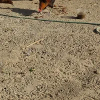 فروش دو عدد خروس محلی .کاکی|حیوانات مزرعه|کاکی, |دیوار