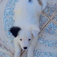 سگ پاکوتاه