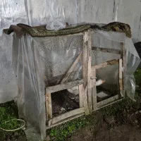 لانه پرنگان