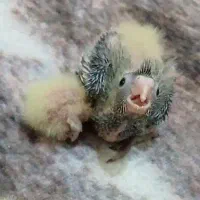 جوجه عروس هلندی