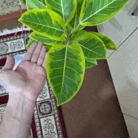 گلدان فیکوس ابلق پرتقالی|گل و گیاه طبیعی|شاهینشهر, شهرک امام رضا|دیوار