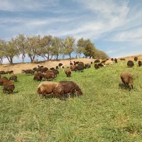 فروش میش داشتی