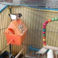 فنچ|پرنده|شیراز, وصال|دیوار