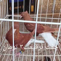 دم سفید|پرنده|اهواز, فرهنگ شهر|دیوار