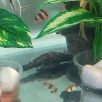 کت ال ۵۹ سایز مولد نر