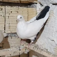 کبوتر دو کت و دم سیاه|پرنده|کرمانشاه, |دیوار