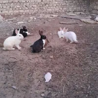 ۶ عدد خرگوش بزرگ فروش می‌رسد