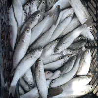 ماهی گاریز250