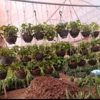 پتوس آویزدار پرپر  با کیفیت ریشه پرس