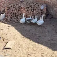 غاز|حیوانات مزرعه|خوی, |دیوار