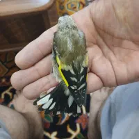 جوجه سهره
