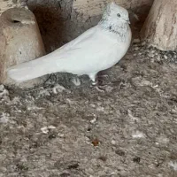 کبوتر|پرنده|خمینی‌شهر, |دیوار