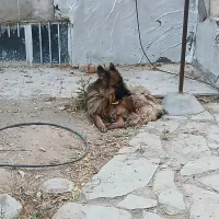 ژرمن شپرد|سگ|نوبران, |دیوار