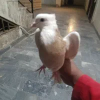 کبوتر طوقی|پرنده|سمنان, |دیوار