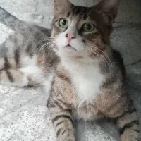 گربه گمشده درسرحدآباد