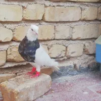 طوقی 7 رنگ|پرنده|شیراز, شهدای شهرک سعدی|دیوار