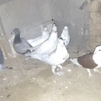 کبوتر خورموج