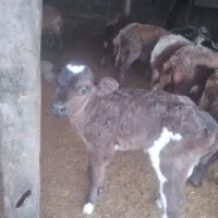 فروش گوساله|حیوانات مزرعه|تاتار علیا, |دیوار