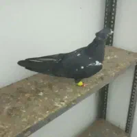 نواری|پرنده|تربت جام, مسکن مهر|دیوار