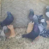 کبوتر اصفهانی