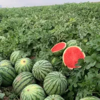 افزایش چشمگیر تناژ و تناژدهی با کود ۱۰۰٪ اورگانیک|خدمات باغبانی و درختکاری|تهران, وردآورد|دیوار