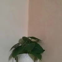 دکور