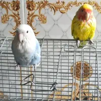 کوتوله برزیلی|پرنده|شیراز, داریون|دیوار