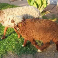 میش با بره ماده بزرگ عراقی