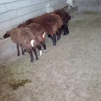 6راس بره ماده ارزان