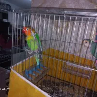 یک جفت طوطی برزیلی|پرنده|کهریزک, |دیوار