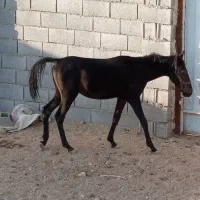 اسب دره شوری|اسب و تجهیزات اسب‌سواری|شهرضا, |دیوار