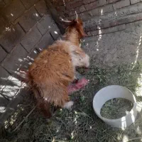 کهره چاق قیمت 15