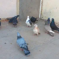 کفتر
