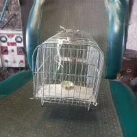 سهره گیر|لوازم جانبی حیوانات|قم, پردیسان|دیوار