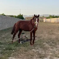 اسب